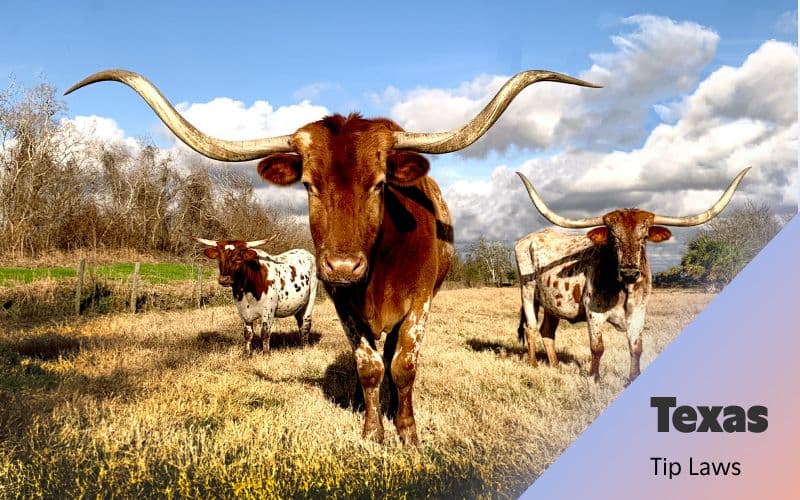 Texas longhorns grazing in field.