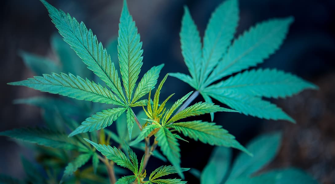 Close-up of green cannabis leaves