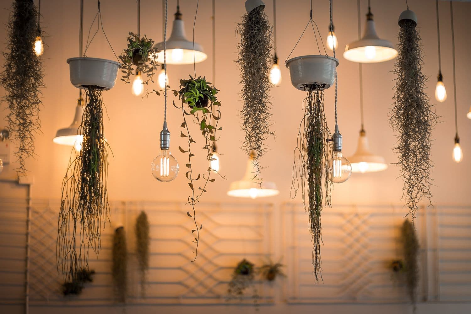 Hanging light bulbs and plants decor